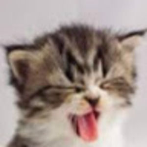 Meet your Posher, Tiger